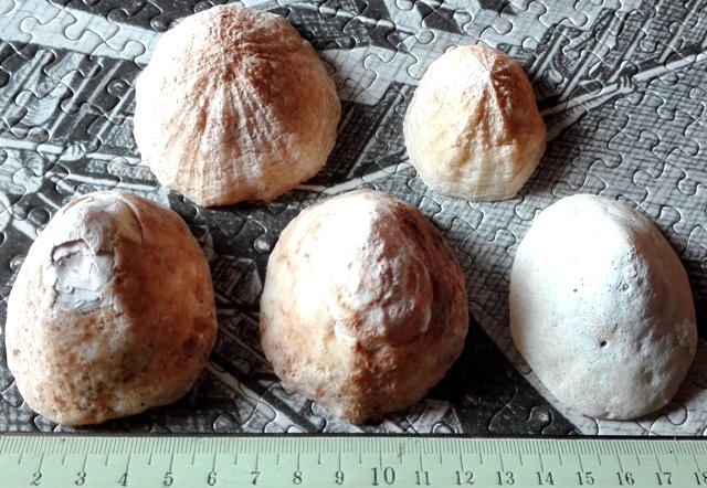 Gran canaria - PATELLE - specie da determinare